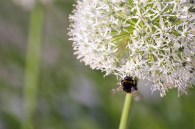 Çiçekli sarımsak önümüzdeki üzerinde bumble bee