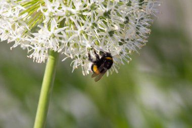 Çiçekli sarımsak önümüzdeki üzerinde bumble bee