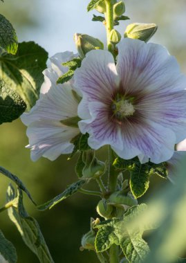 ebegümeci çiçek bahçesinde