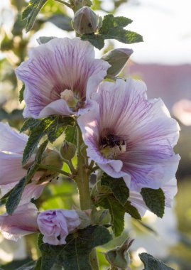 Bumblebee güneşli bir günde bir mallow çiçek.