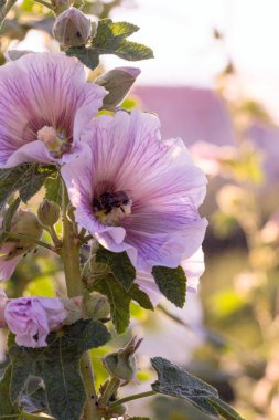 Bumblebee güneşli bir günde bir mallow çiçek.