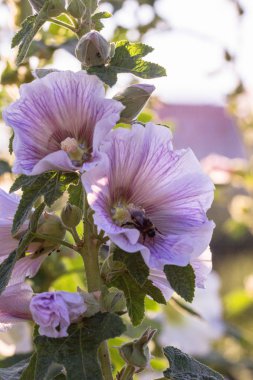 Bumblebee güneşli bir bahçede bir mallow çiçek.