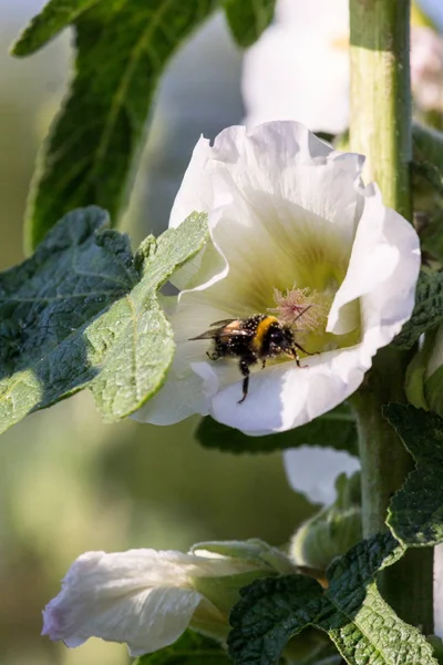 Abelha em uma flor de malva em um dia ensolarado . — Fotografia de Stock