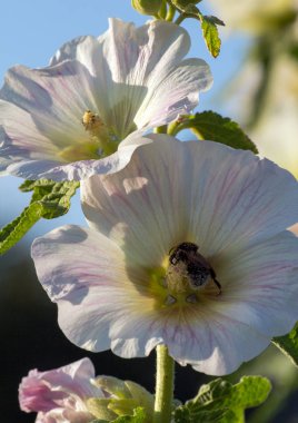 Yaban-arısı bir mallow çiçek.