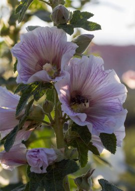 Yaban-arısı bir mallow çiçek.