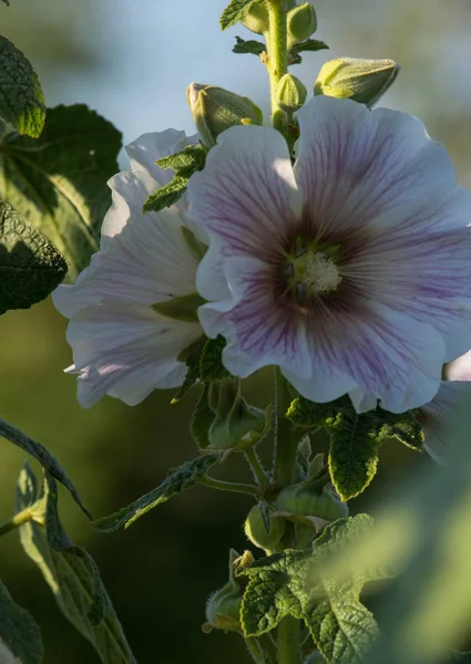 ebegümeci Çiçek bahçesinde