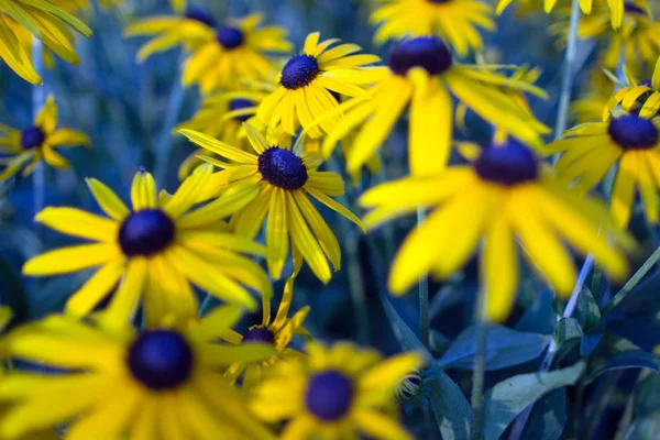 Ein Feld voller Echinacea-Blumen. — Stockfoto