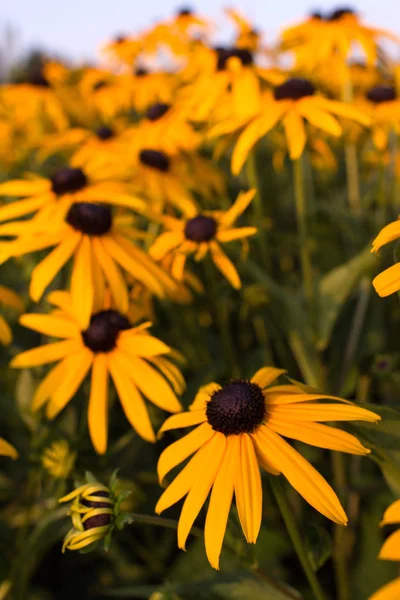 Ein Feld voller Echinacea-Blumen. — Stockfoto