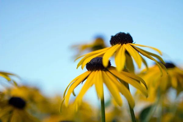 Ein Feld voller Echinacea-Blumen. — Stockfoto