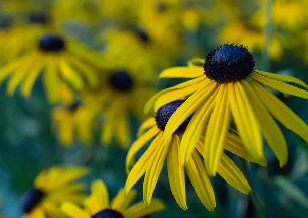 Ein Feld voller Echinacea-Blumen. — Stockfoto