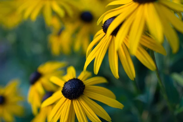 Ein Feld voller Echinacea-Blumen. — Stockfoto