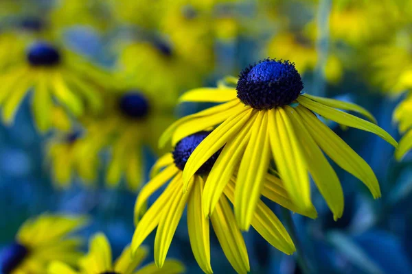 Ein Feld voller Echinacea-Blumen. — Stockfoto