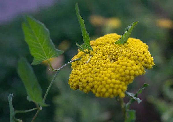 Flor de milenrama amarilla con una bindweed alrededor de ella . — Foto de Stock
