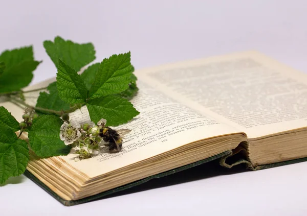 Una Rama Frambuesa Con Una Flor Con Abejorro Libro Abierto — Foto de Stock