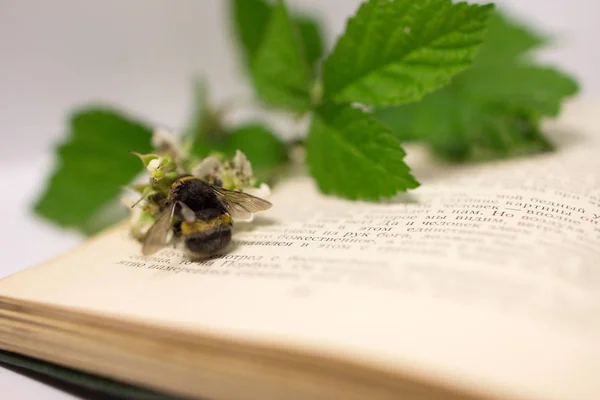 Ahududu dal çiçek ile bumblebee üzerinde açık bir kitap. Honore de Balzac açık bir kitap ile natürmort