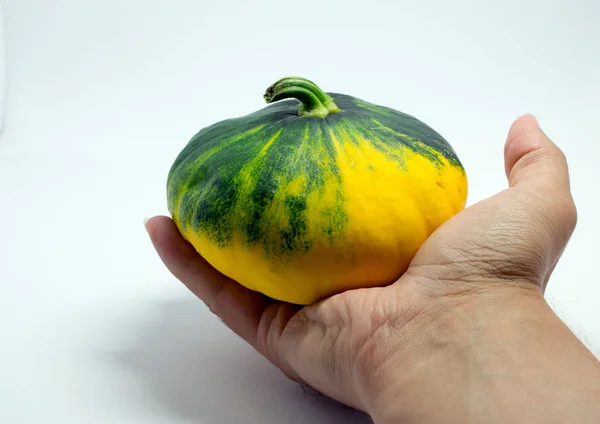 Calabaza manchada sobre un fondo blanco y la mano del hombre —  Fotos de Stock