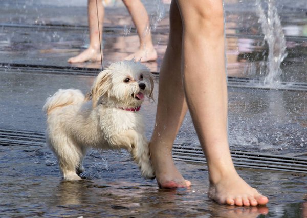 little dog on the floor. Park.