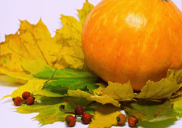 Still life with an orange pumpkin and yellow leaves on a white background. — Stock Photo, Image