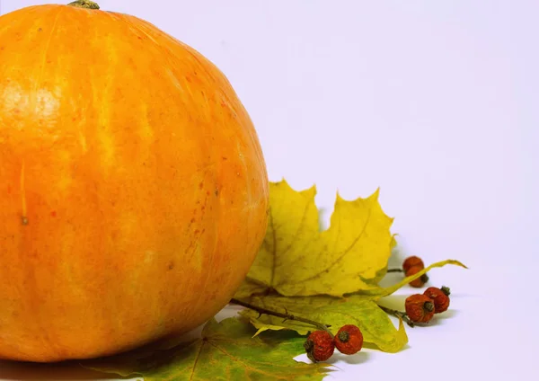 Bodegón con media calabaza naranja y hojas amarillas sobre fondo blanco . —  Fotos de Stock