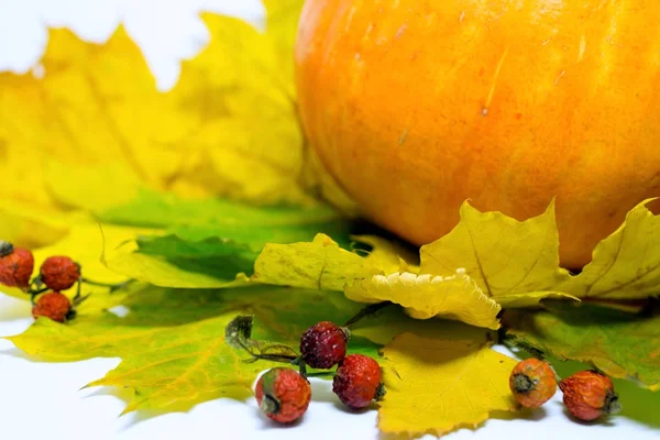 still life with half orange pumpkin and yellow leaves on white background.
