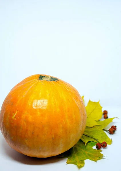 Vida tranquila com uma abóbora de laranja e folhas amarelas em um fundo branco . — Fotografia de Stock