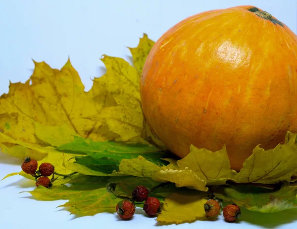 Still life with an orange pumpkin and yellow leaves on a white background. — Stock Photo, Image