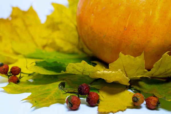 still life with half orange pumpkin and yellow leaves on white background. isolated life still.