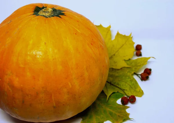 Stilleben med en orange pumpa och gula löv på en vit bakgrund. — Stockfoto