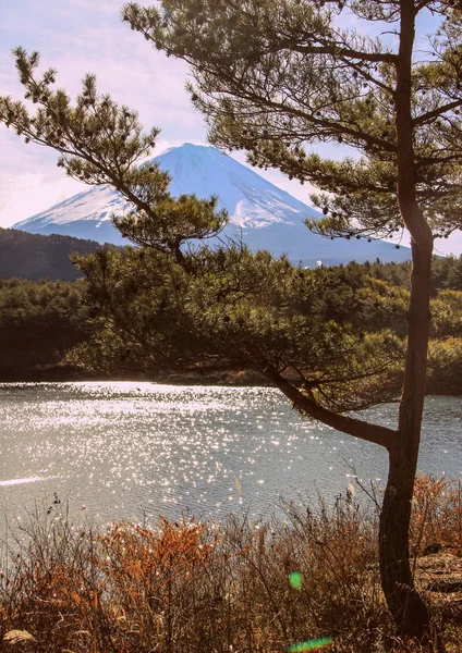 富士山 森と湖の冬の風景 日本の自然 世界で有名な美しい場所 富士の背景に松の木 — ストック写真