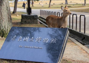 Giriş Nara Ulusal Müzesi ve geyik. Yerler Japonya. Sanat müzeleri ve Japonya'da Galeriler.