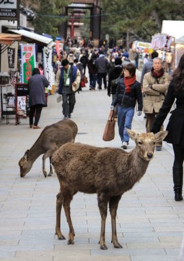 Geyikler ve insanlar Nara Parkı, Japonya, 01/05/2013.