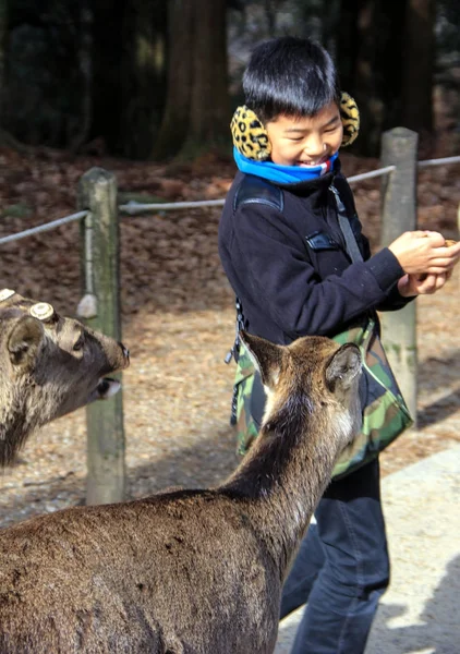 Niño Ciervos Parque Nara Vocaciones Japón Nara 2013 —  Fotos de Stock
