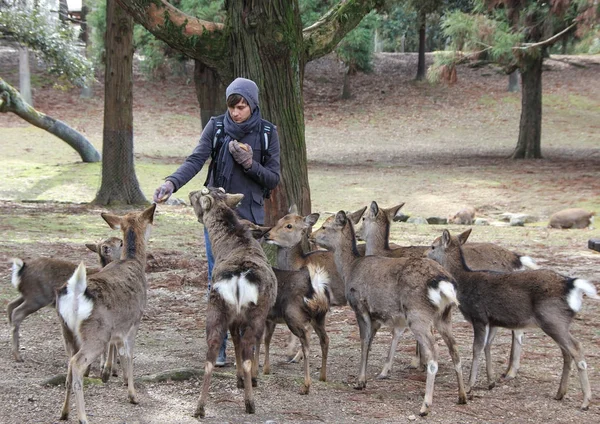Tipo Alimenta Ciervo Parque Nara Japón 2013 —  Fotos de Stock