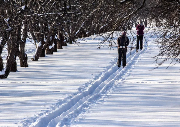 Skiers Apple Garden Famous Moscow Park — Stock Photo, Image