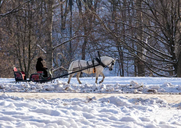 Człowiek Koszyku Białego Konia Winter Park Zimowe Krajobrazy Rosji Moscow — Zdjęcie stockowe