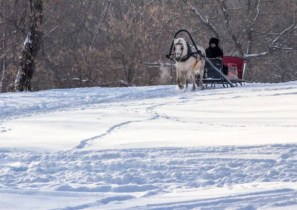 Άνθρωπος Στο Καλάθι Άσπρο Άλογο Στο Χειμερινό Πάρκο Χειμερινά Τοπία — Φωτογραφία Αρχείου