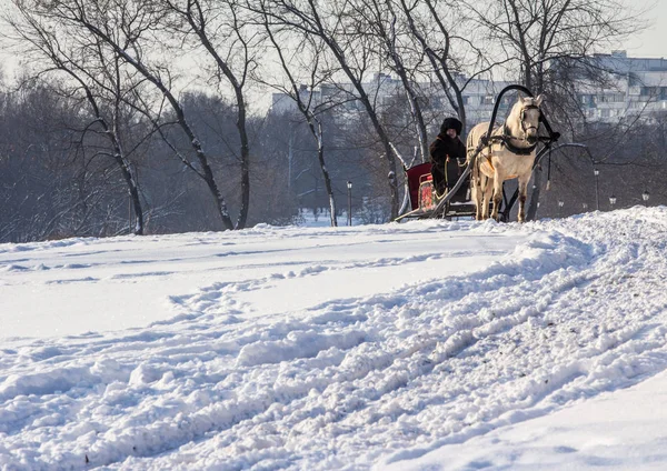 Uomo Nel Carro Con Cavallo Bianco Nel Parco Invernale Paesaggi — Foto Stock