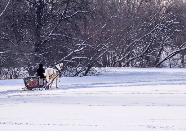 Homem Carrinho Com Cavalo Branco Parque Inverno Paisagens Inverno Rússia — Fotografia de Stock