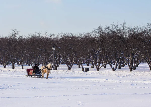 Man Cart White Horse Winter Park Winter Landscapes Russia Moscow — Stock Photo, Image