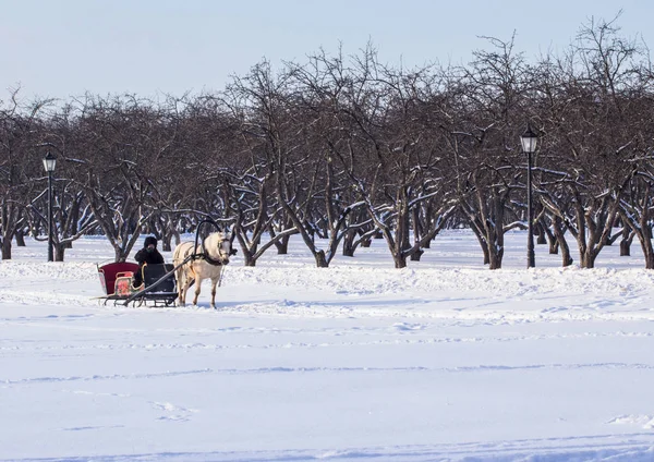 Man Cart White Horse Winter Park Winter Landscapes Russia Moscow — Stock Photo, Image