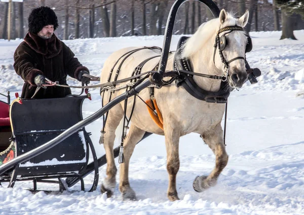 Man Cart White Horse Winter Park Winter Landscapes Russia Moscow — Stock Photo, Image