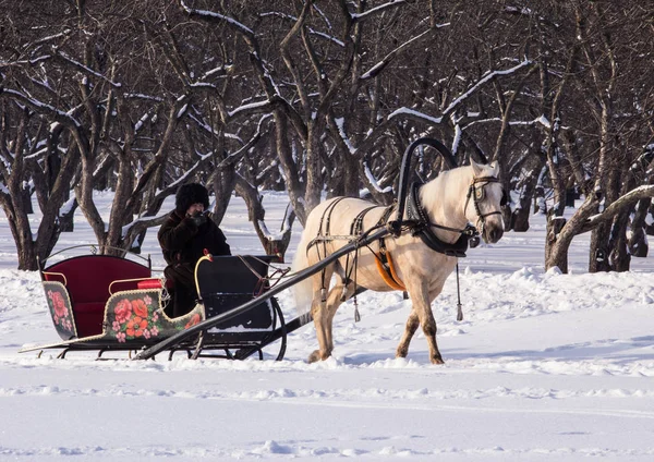 Uomo Nel Carro Con Cavallo Bianco Nel Parco Invernale Paesaggi — Foto Stock