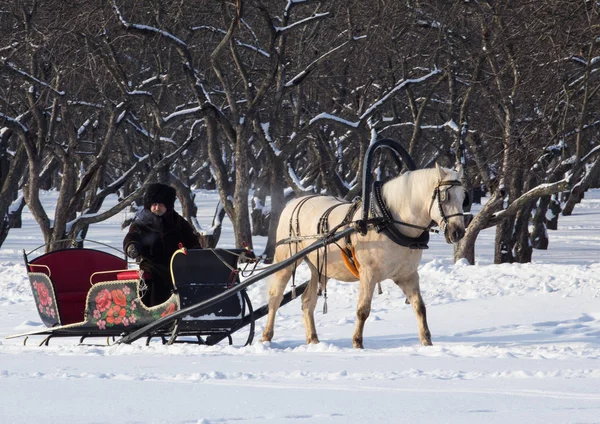 Uomo Nel Carro Con Cavallo Bianco Nel Parco Invernale Paesaggi — Foto Stock