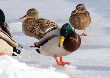 Kar üzerinde havuzumda sürüsü. Kuşlar kışın gölet üzerinde. Şehir içinde yabani kuş vurmak.