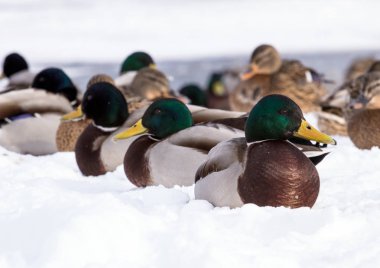 Kar üzerinde havuzumda sürüsü. Kuşlar kışın gölet üzerinde. Şehir içinde yabani kuş vurmak.
