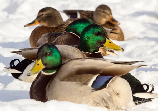 Troupeau Colverts Sur Neige Oiseaux Sur Étang Hiver Oiseaux Sauvages — Photo