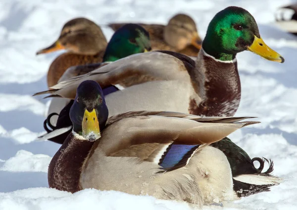 Una Bandada Ánades Reales Nieve Pájaros Estanque Invierno Aves Silvestres —  Fotos de Stock