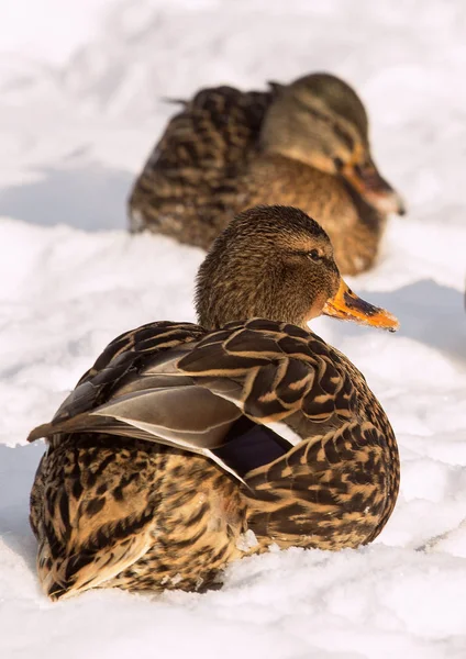 Flock of the mallards on the snow. Birds on the pond in winter. Wild birds in the city.