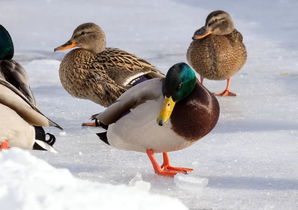 Una Bandada Ánades Reales Nieve Pájaros Estanque Invierno Aves Silvestres —  Fotos de Stock