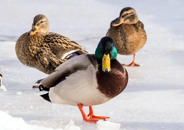 Una Bandada Ánades Reales Nieve Pájaros Estanque Invierno Aves Silvestres —  Fotos de Stock